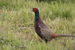 heimische Wildtiere Archive - Fragen zur Jagd