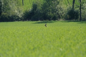 Reh vor Hecke im Sommer_Böck