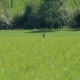 Reh vor Hecke im Sommer_Böck