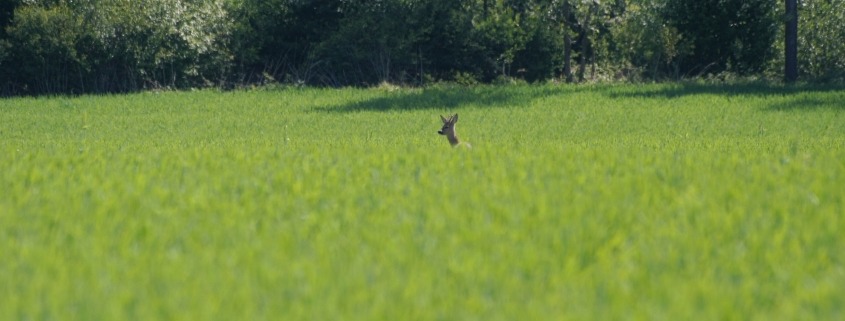 Reh vor Hecke im Sommer_Böck