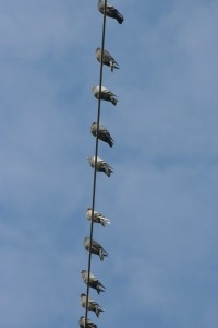 Die Wildtaube Aus Dem Jagdleben Fragen Zur Jagd