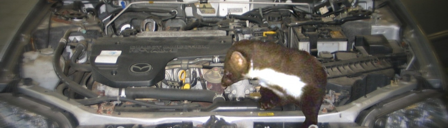 Marder Motorhaube, ÖAMTC