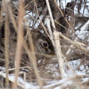 Winterversteck Feldhase_Böck