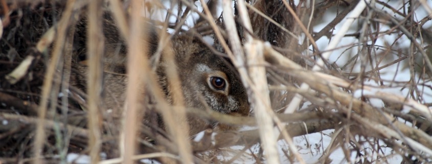 Winterversteck Feldhase_Böck