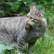 Wildkatze mit Maus_Josef Limberger_Bayrischer Wald