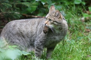 Wildkatze mit Maus_Josef Limberger_Bayrischer Wald