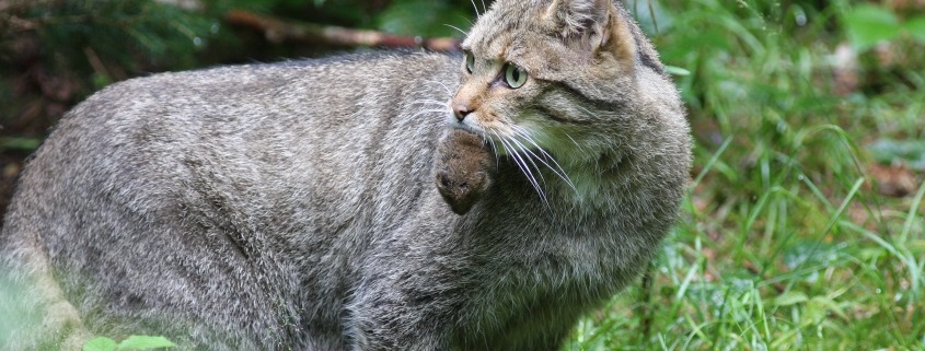 Wildkatze mit Maus_Josef Limberger_Bayrischer Wald