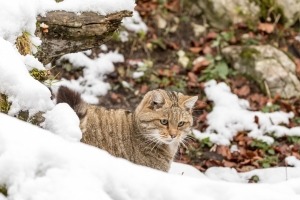 Wildkatze_Verena Radler